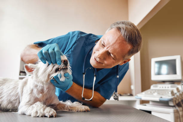 Best Emergency Dental Services for Seniors in Livingston, AL